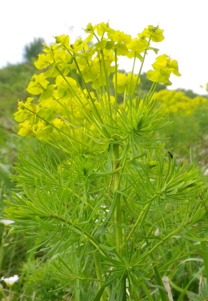 Euphorbia cyparissias